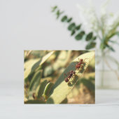 Ants & Attitude - Postkarte #1 (Stehend Vorderseite)