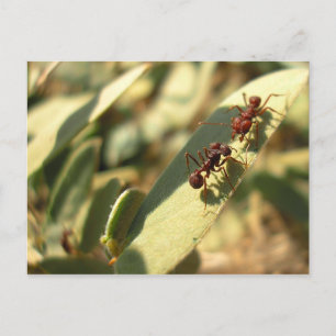 Ants & Attitude - Postkarte #1