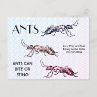 Ants Insects beugt Creepy Crawly Creatures