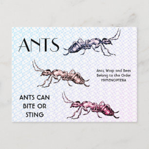 Ants Insects beugt Creepy Crawly Creatures Postkarte
