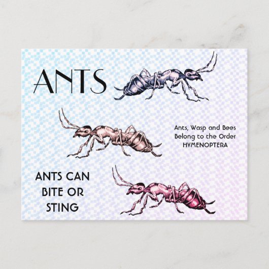 Ants Insects beugt Creepy Crawly Creatures Postkarte (Vorderseite)