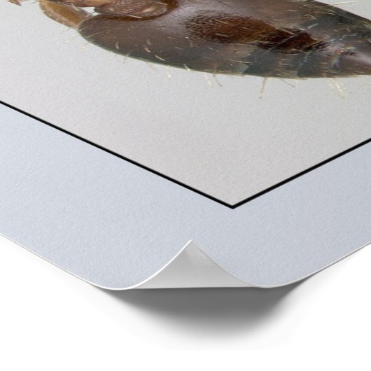 AntWeb Crematogaster Herz Poster (Ecke)