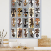 AntWeb Crematogaster Herz Poster (Küche)