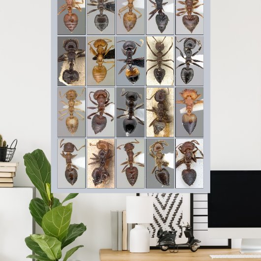 AntWeb Crematogaster Herz Poster (Heimbüro)