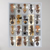 AntWeb Crematogaster Herz Poster (Vorne)