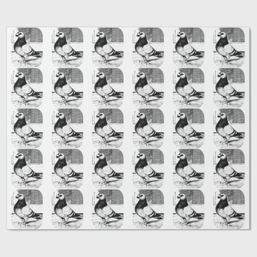 Antwerpen Kurz Faced Pigeon Geschenkpapier (Flach)