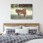 Anubis Baboon Leinwanddruck (Insitu (Schlafzimmer))