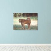 Anubis Baboon Leinwanddruck (Insitu (Holzboden))