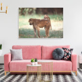 Anubis Baboon Leinwanddruck (Insitu (Wohnzimmer))