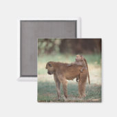 Anubis Baboon Magnet (Vorderseite/Rückseite)