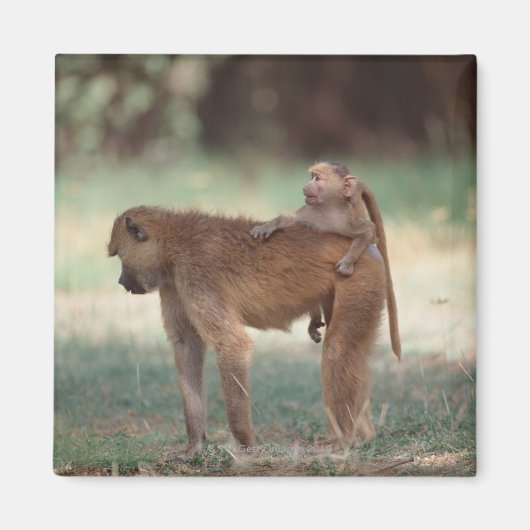 Anubis Baboon Magnet (Vorne)