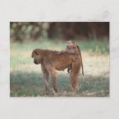 Anubis Baboon Postkarte (Vorderseite)