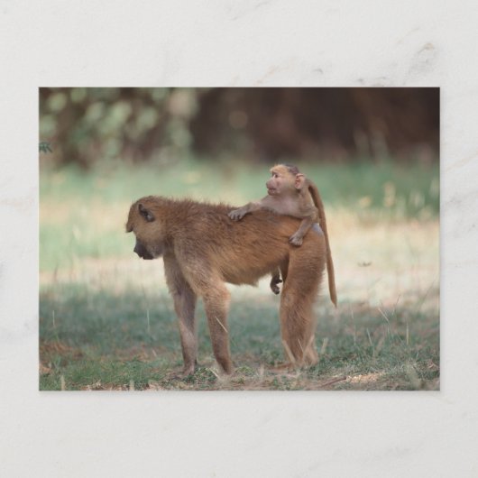 Anubis Baboon Postkarte (Vorderseite)