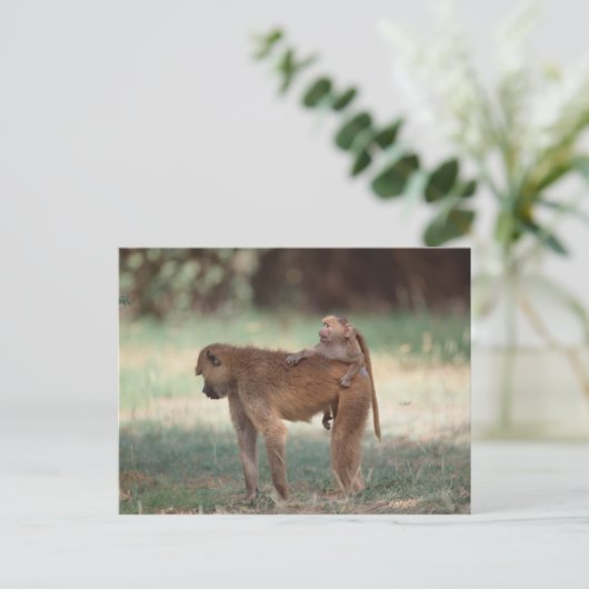 Anubis Baboon Postkarte (Stehend Vorderseite)