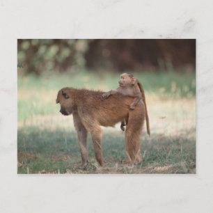 Anubis Baboon Postkarte