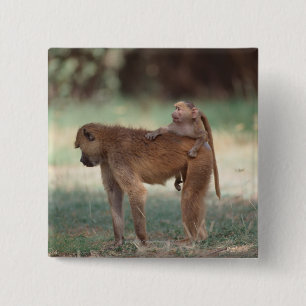 Anubis Pavian Button