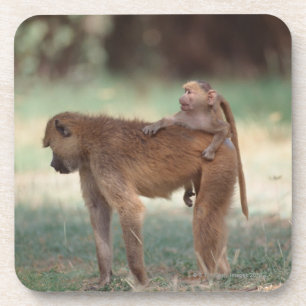 Anubis Pavian Untersetzer