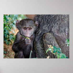 Anubus Baboon Lake Manyara Nat. Park Tansania Poster