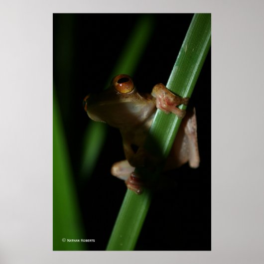 Anura_2 Poster (Vorne)