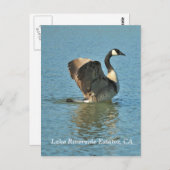 Anwesen am Lago Riverside, CA Postcard Postkarte (Vorne/Hinten)