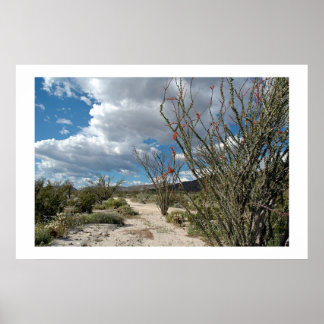 Anza Borrego - die Blüte Poster