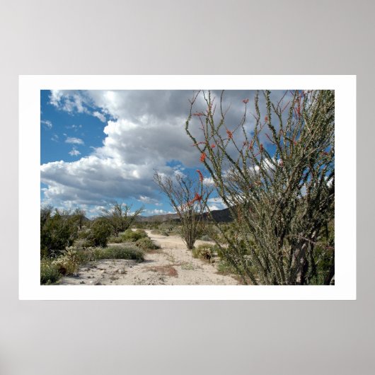 Anza Borrego - die Blüte Poster (Vorne)