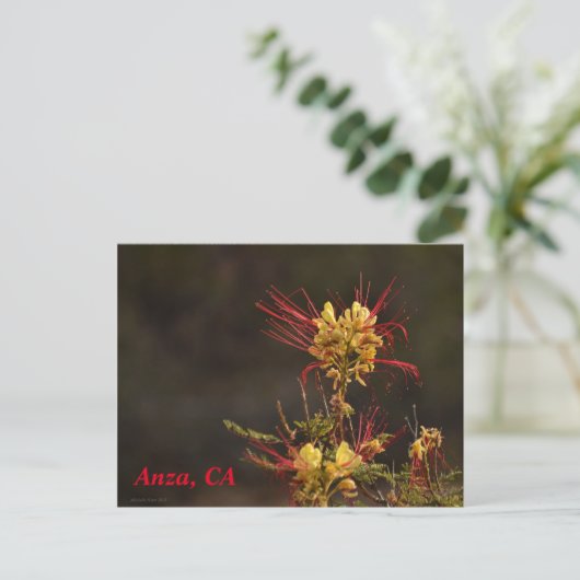 Anza, CA Postcard Postkarte (Stehend Vorderseite)