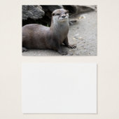 Aonyx cinerea (Vorne & Hinten)