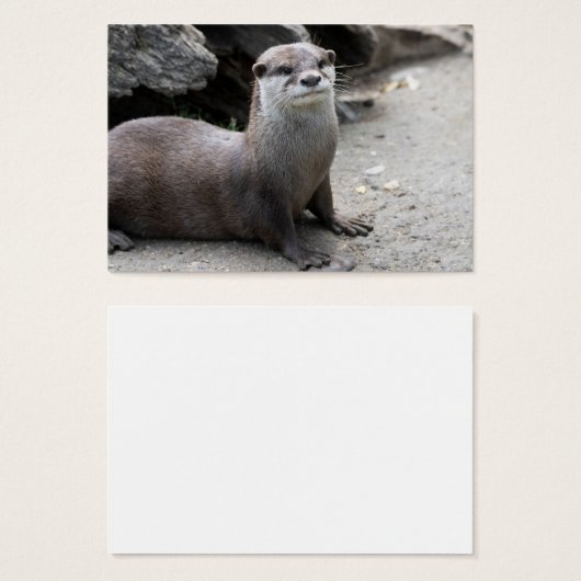 Aonyx cinerea (Vorne & Hinten)