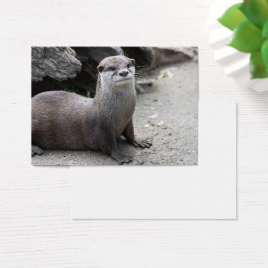 Aonyx cinerea (Schreibtisch)