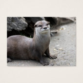 Aonyx cinerea (Vorderseite)