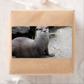 Aonyx cinerea (Insitu)