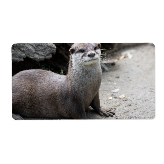 Aonyx cinerea (Vorne)