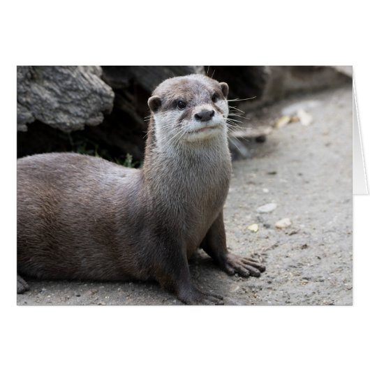 Aonyx cinerea (Vorderseite (Horizontal))