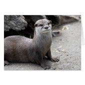 Aonyx cinerea (Vorderseite (Horizontal))