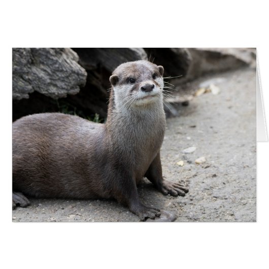 Aonyx cinerea (Vorderseite (Horizontal))