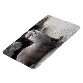 Aonyx cinerea magnet (Linke Seite)