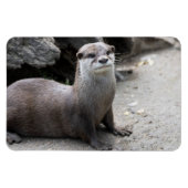 Aonyx cinerea magnet (Horizontal)