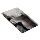 Aonyx cinerea magnet (Rechte Seite)