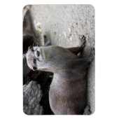 Aonyx cinerea magnet (Vertikal)