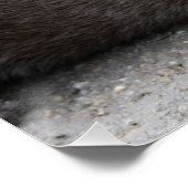 Aonyx cinerea poster (Ecke)