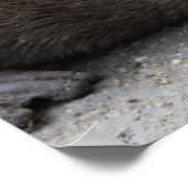 Aonyx cinerea poster (Ecke)