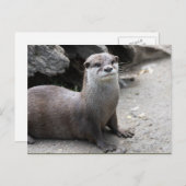 Aonyx cinerea postkarte (Vorne/Hinten)