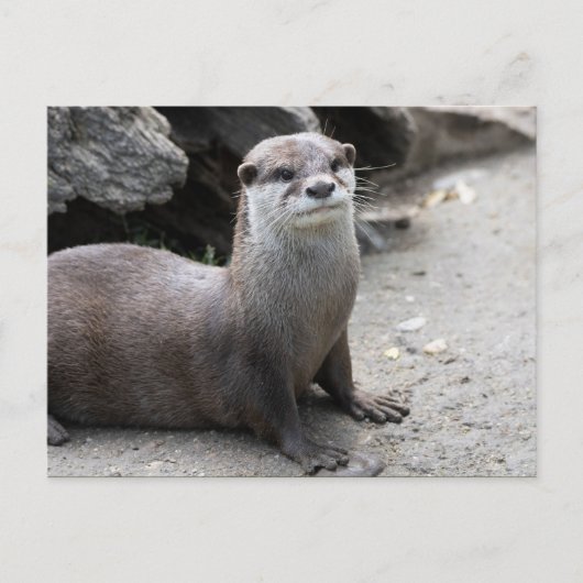 Aonyx cinerea postkarte (Vorderseite)