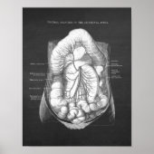 Aorta abdominale Anatomie Poster (Vorne)