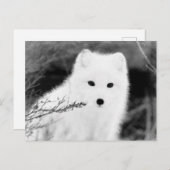 *~* AP18 Twig Fox White Snow Fox Arctic Polar Postkarte (Vorne/Hinten)