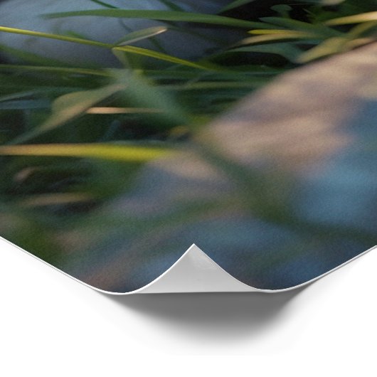 *~* AP68 2:3 Katze Feline Kitten Kitty Sweet Niedl Poster (Ecke)