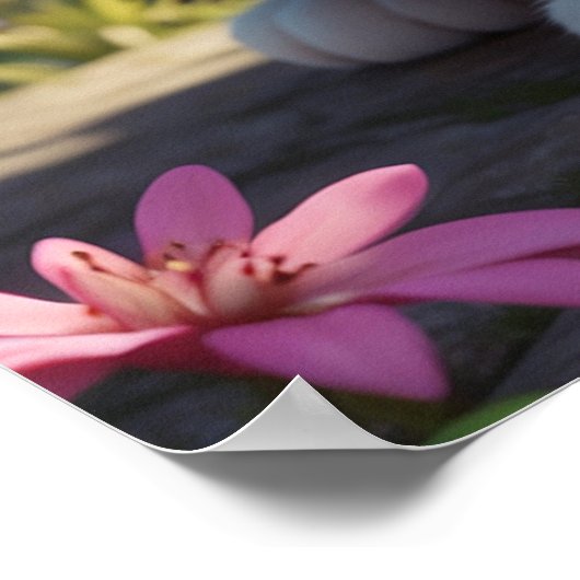 *~* AP68 2:3 Katze Feline Kitten Kitty Tropical Poster (Ecke)