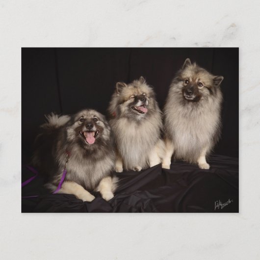 Apache Tells a Joke Postcard Postkarte (Vorderseite)