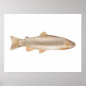 Apache Trout Poster (Vorne)